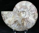 Cut Ammonite Fossil (Half) - Agatized #27693-1